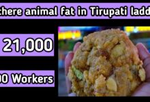 Is there animal fat in Tirupati laddu?